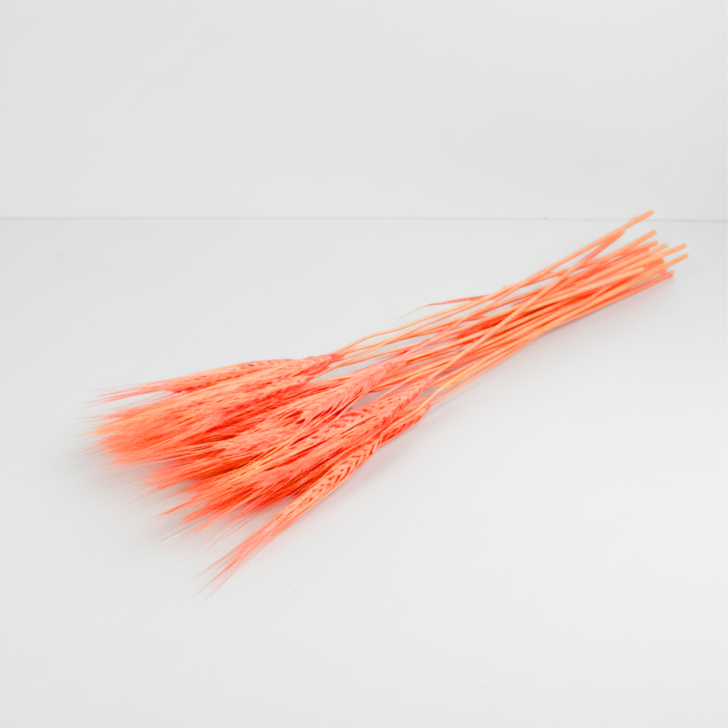 Sušená Pšenice vousatá oranžová – přírodní dekorace do vázy a aranžmá